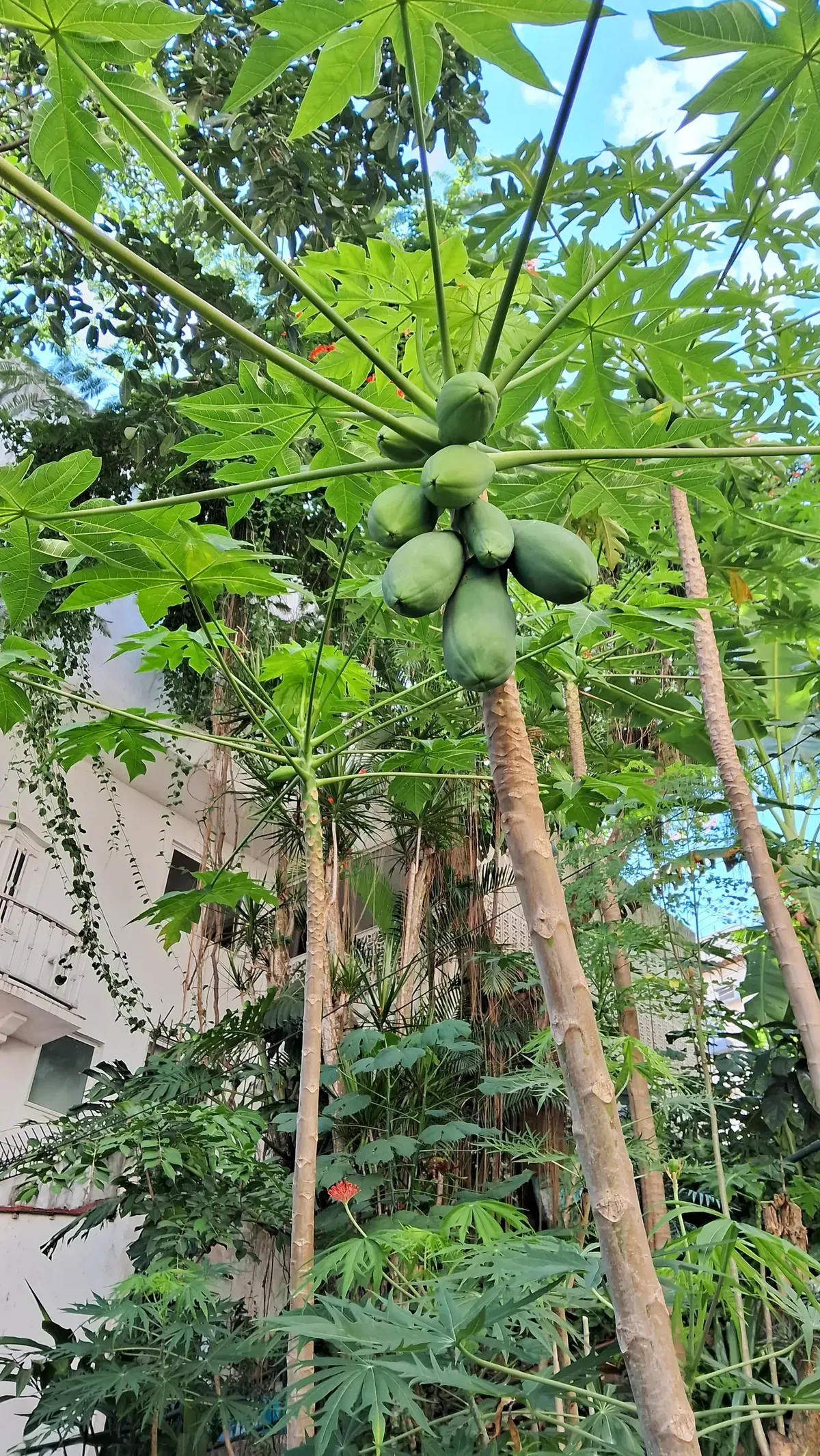 Mamoeiro carregado de frutos verdes no meio da agrofloresta, com bananeiras e outras árvores ao redor