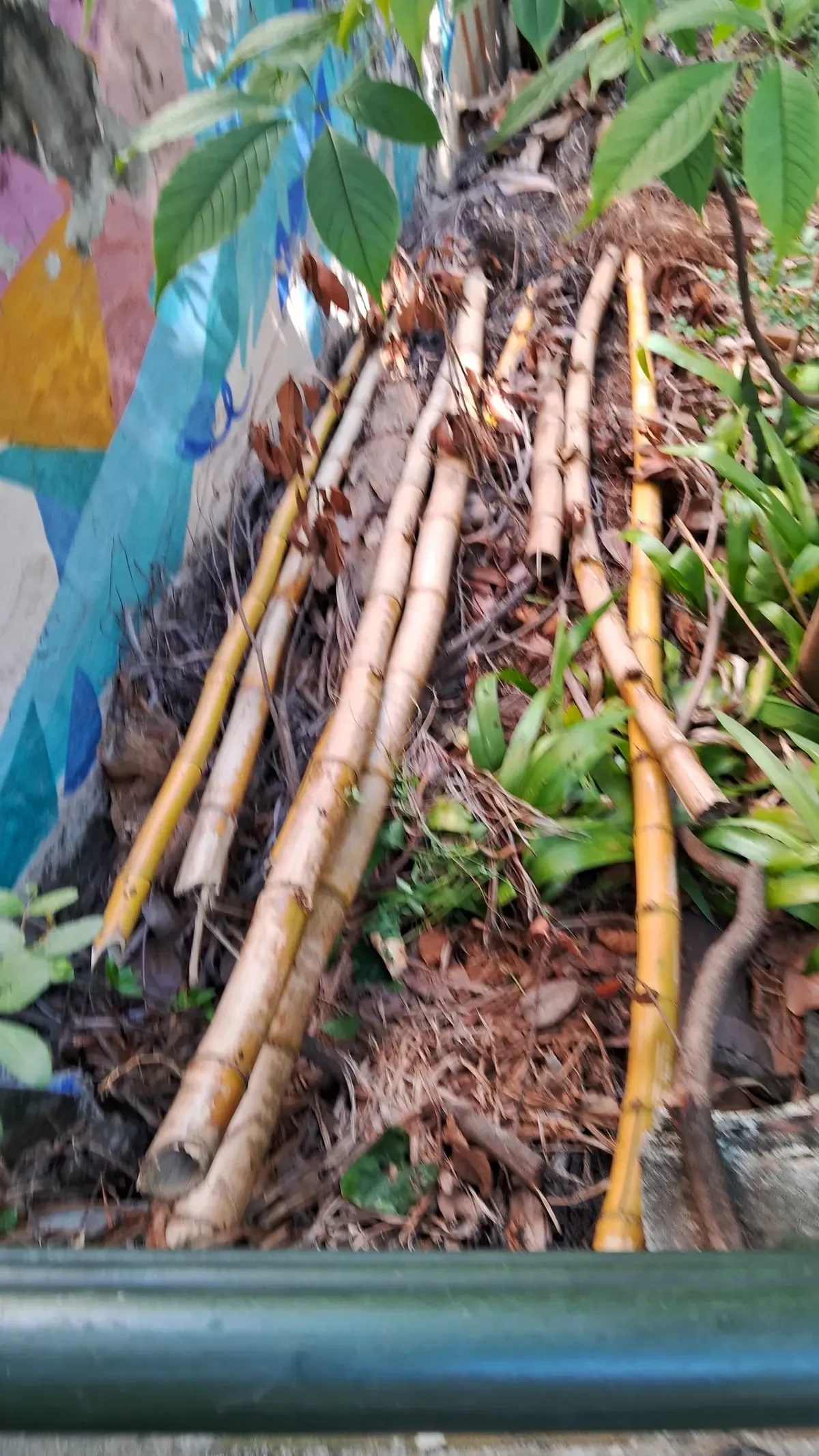 Colmos de bambu recém-cortados empilhados junto ao muro grafitado da escadaria, prontos para virar borda de canteiro