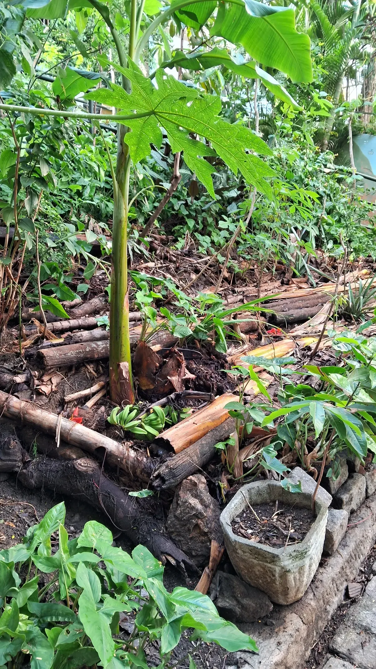 Mamoeiro jovem plantado ao lado de uma tora de madeira deitada que serve de borda ao canteiro