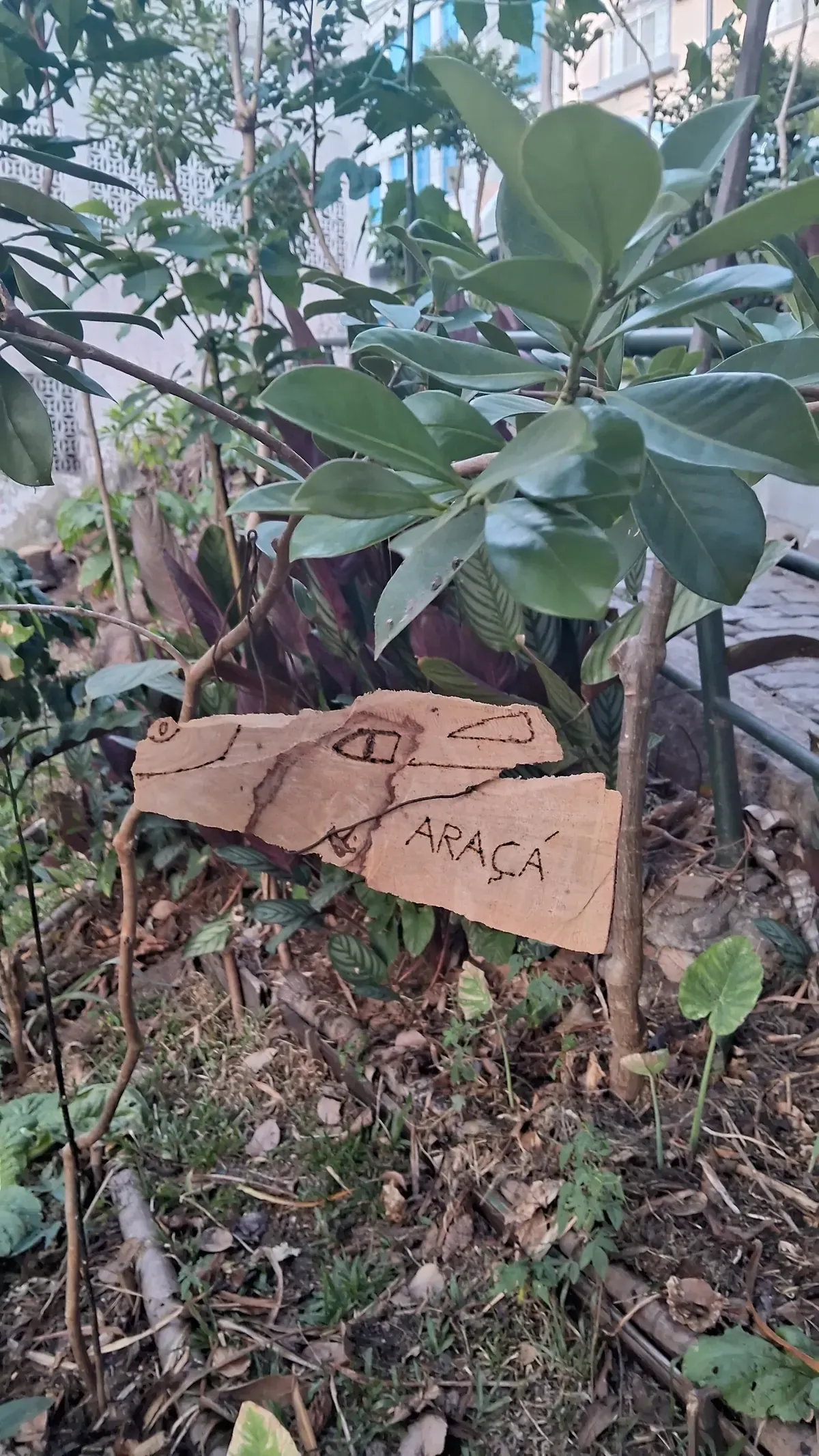 Placa de madeira com a palavra ARAÇÁ gravada a pirógrafo, fincada no canteiro ao lado da árvore que ela identifica