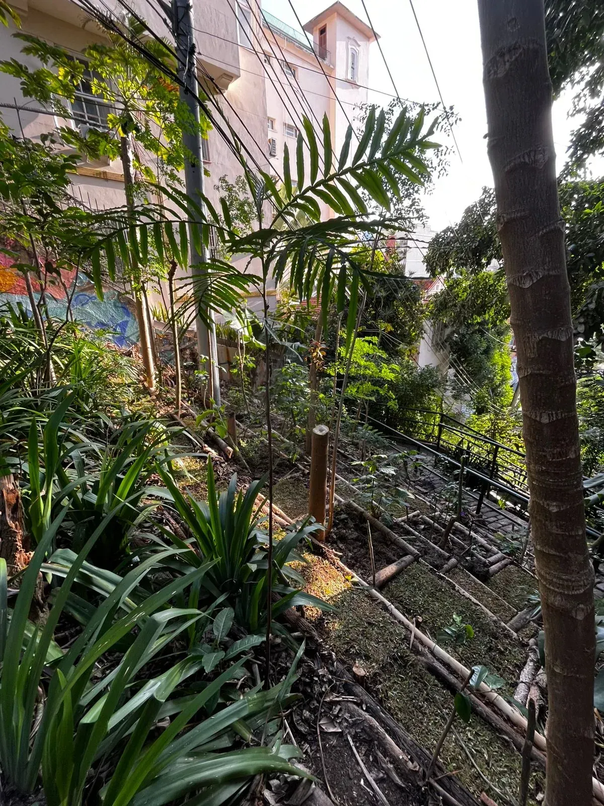 Canteiro visto entre um bambu e uma palmeira, com o caminho de terra que recebeu a grama