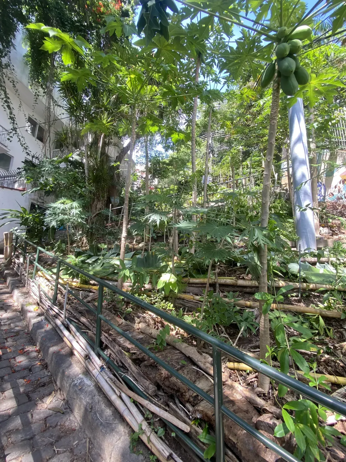 A escadaria do Zigue-Zague vista de cima, com corrimão de ferro e canteiros cobertos de vegetação dos dois lados