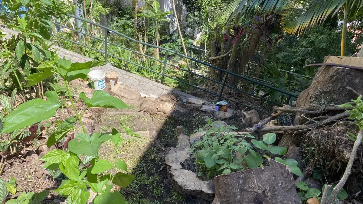 Canteiro com pedras e mudas recém-plantadas, com o tronco cortado do flamboyant ao fundo
