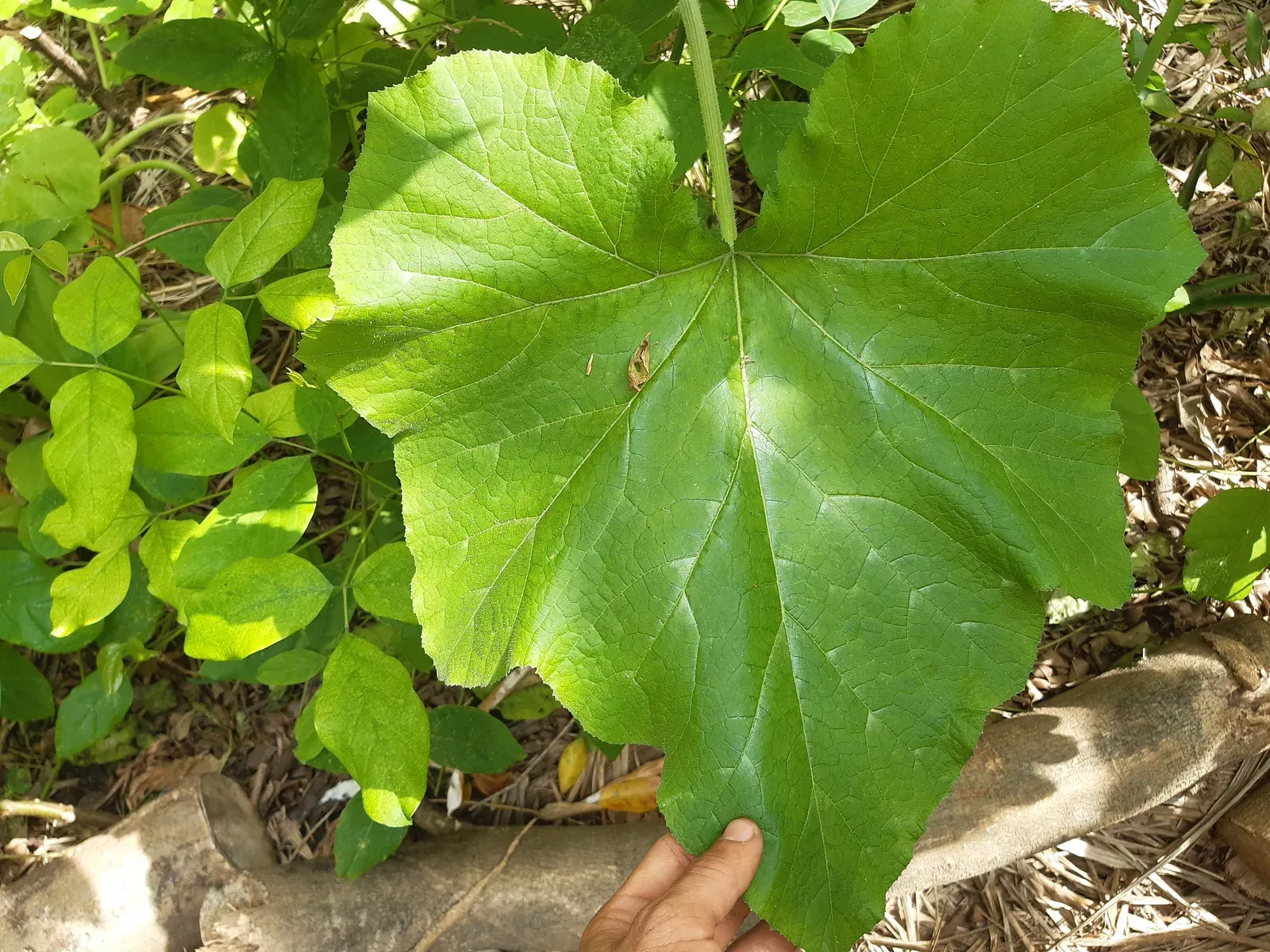 Abóbora (Cucurbita pepo L.)