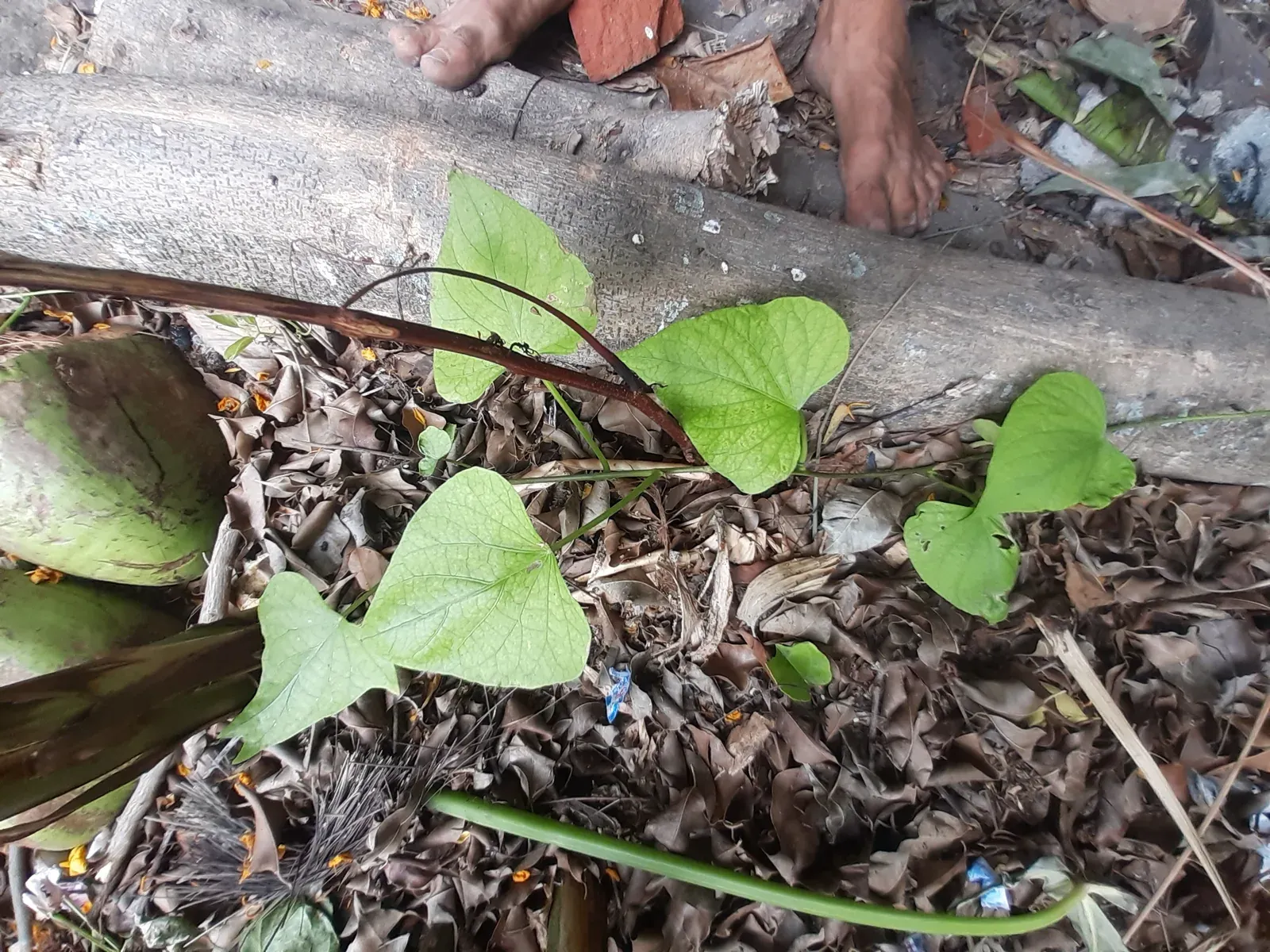 Batata-doce (Ipomea batatas (L.) Lam.)