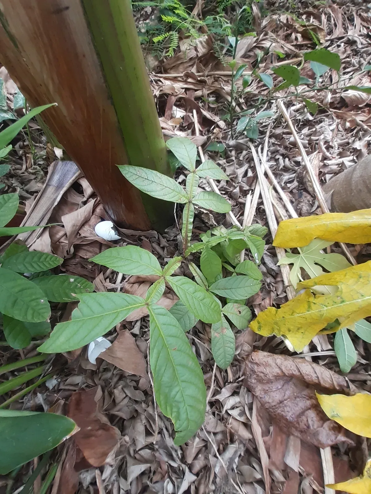 Biri-biri (Averrhoa bilimbi L.)