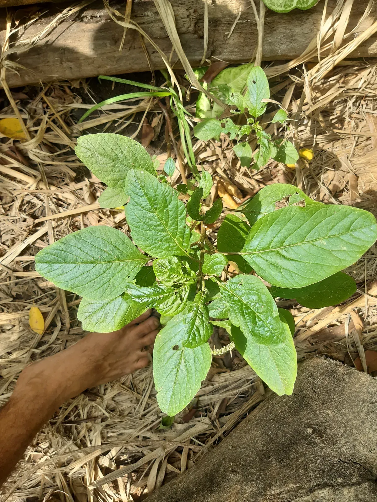 Carurú rústico (Amaranthus deflexus L.)