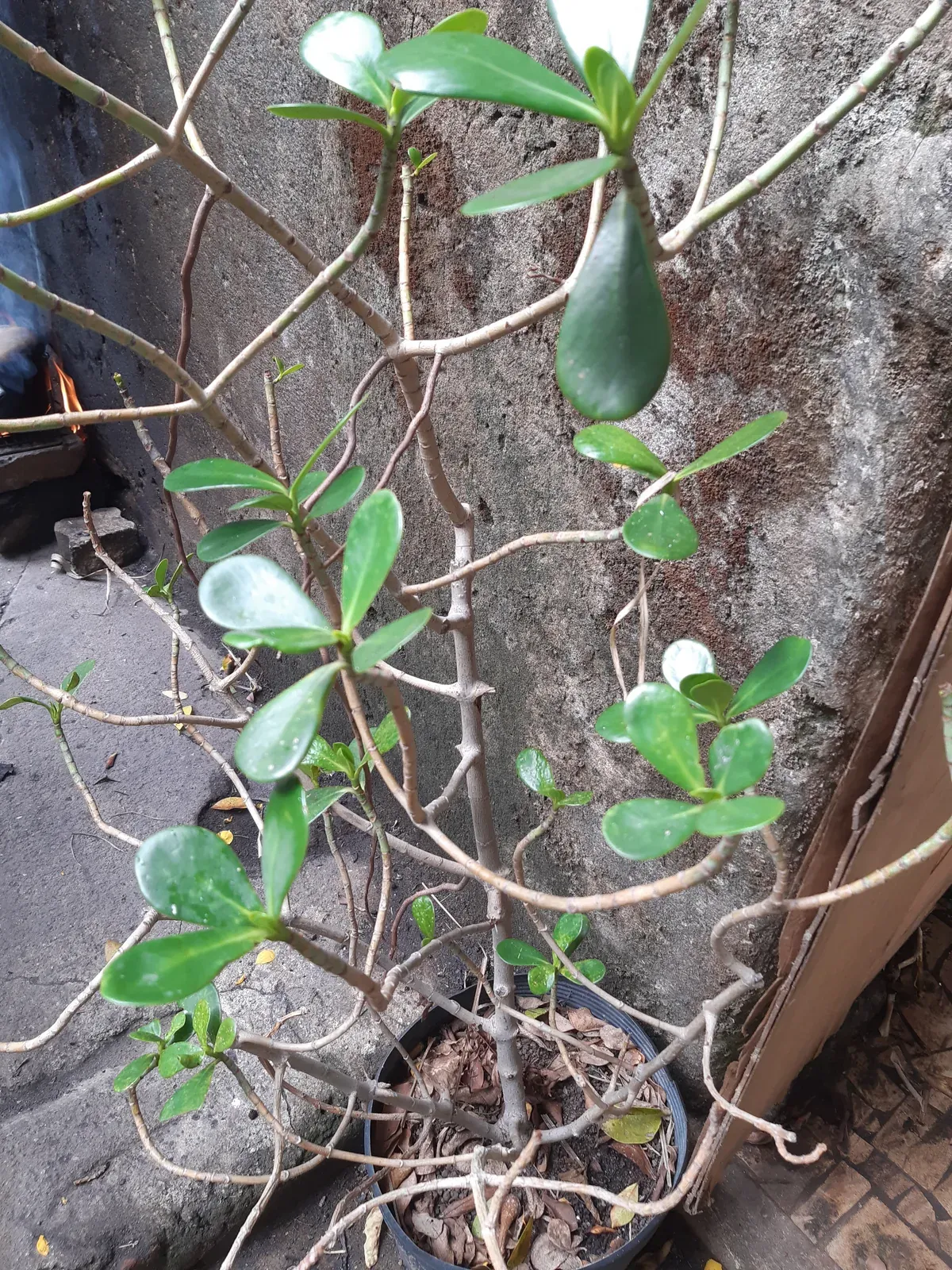 Clusia de restinga (Clusia fluminensis)