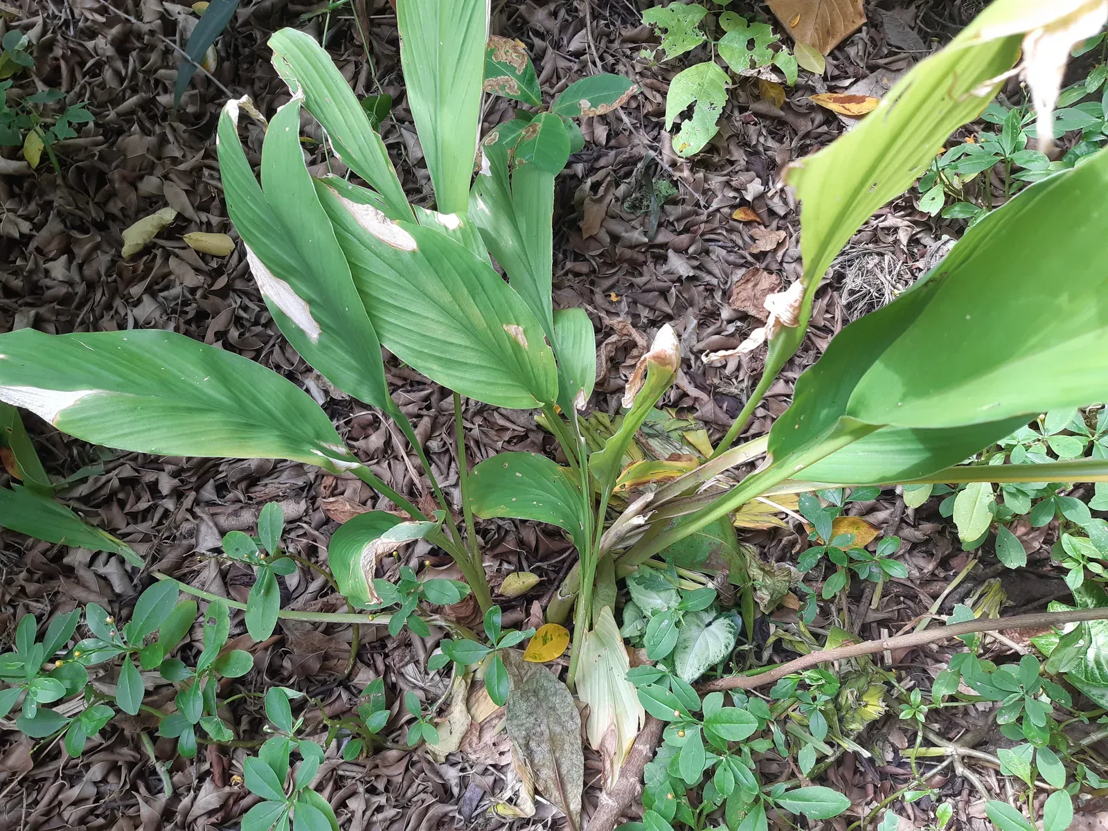 Cúrcuma (Curcuma longa L.)