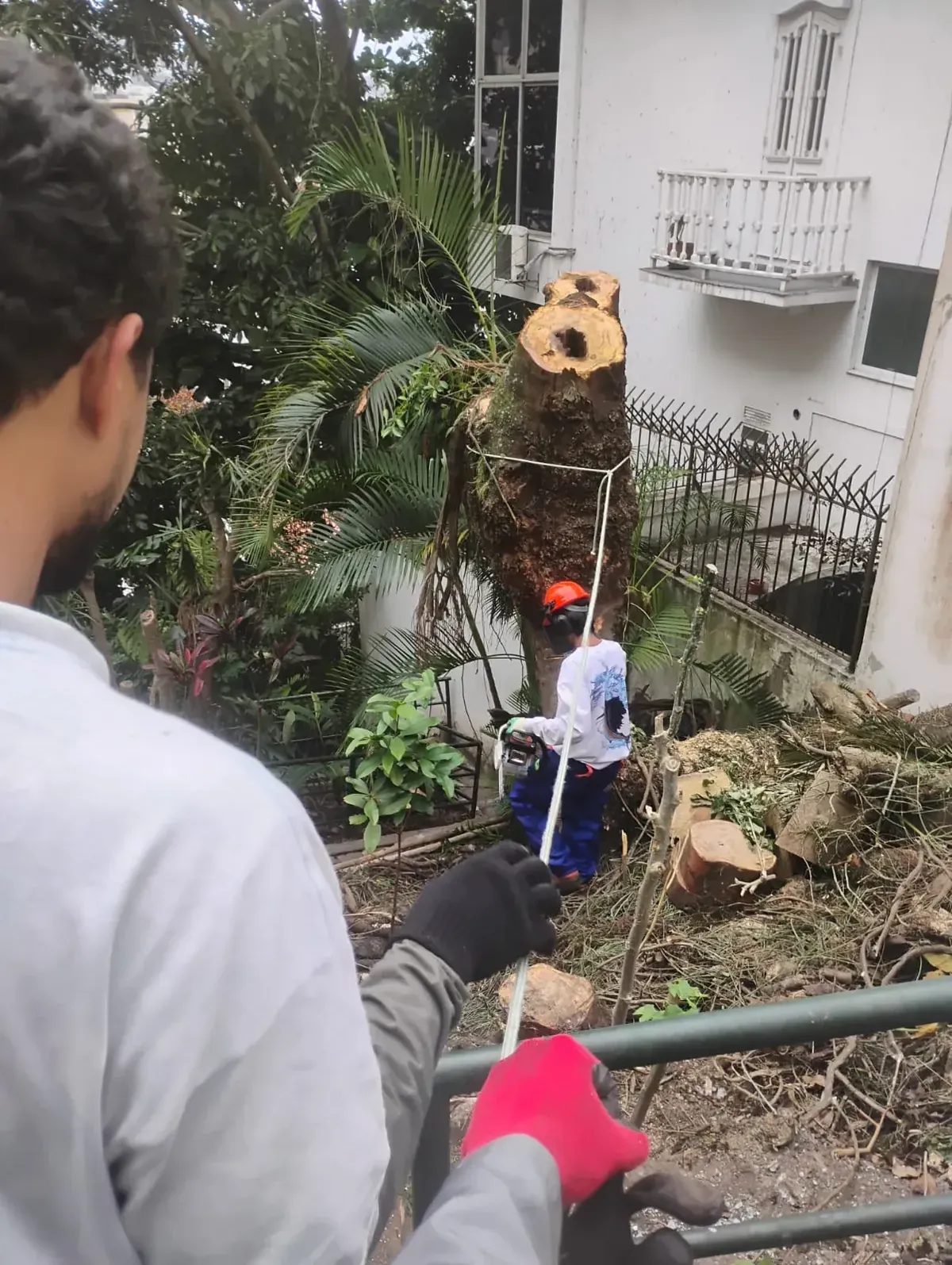 Tronco alto do flamboyant amarrado com corda sendo cortado com motosserra por alguém de capacete e protetor auricular, visto por trás de quem segura a corda