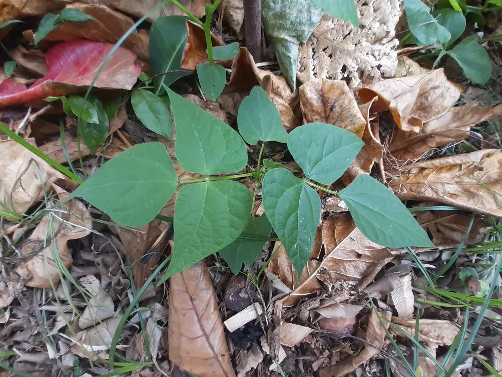 Feijão preto (Phaseolus vulgaris L. (preto))