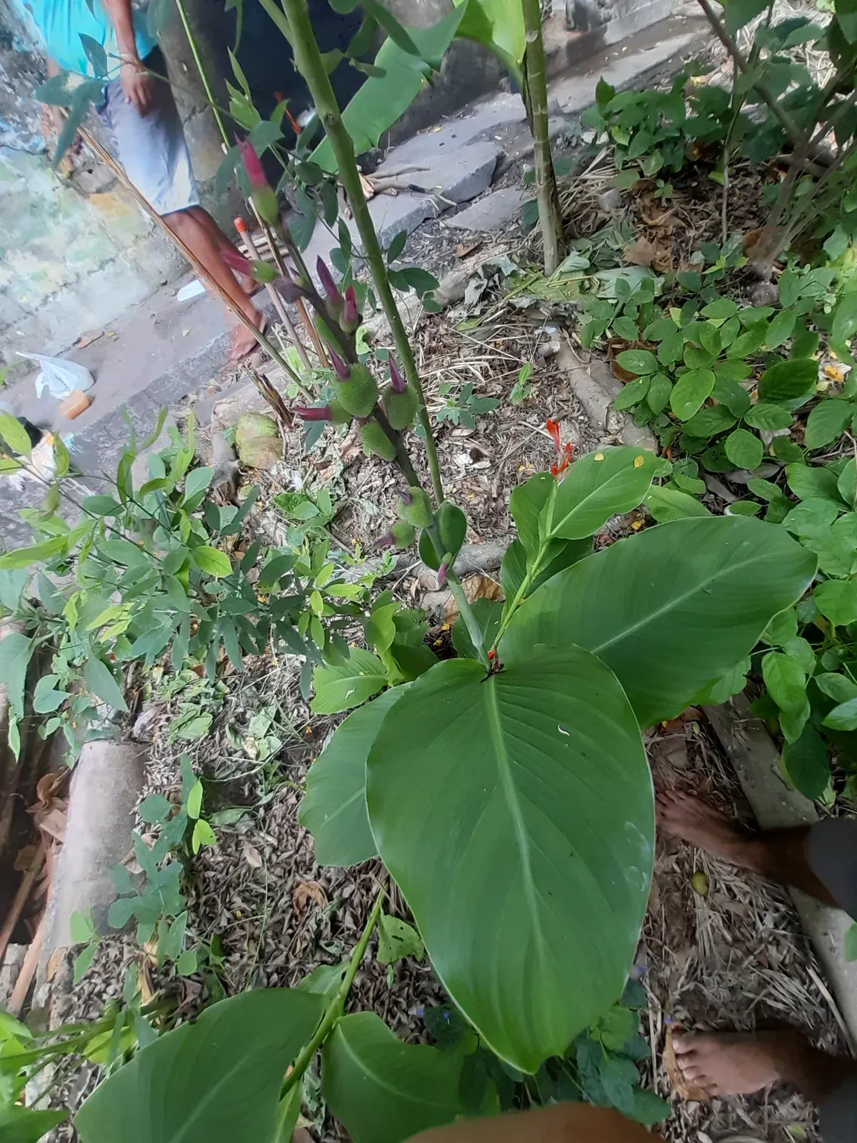 Flor de brejo (Canna indica L.)