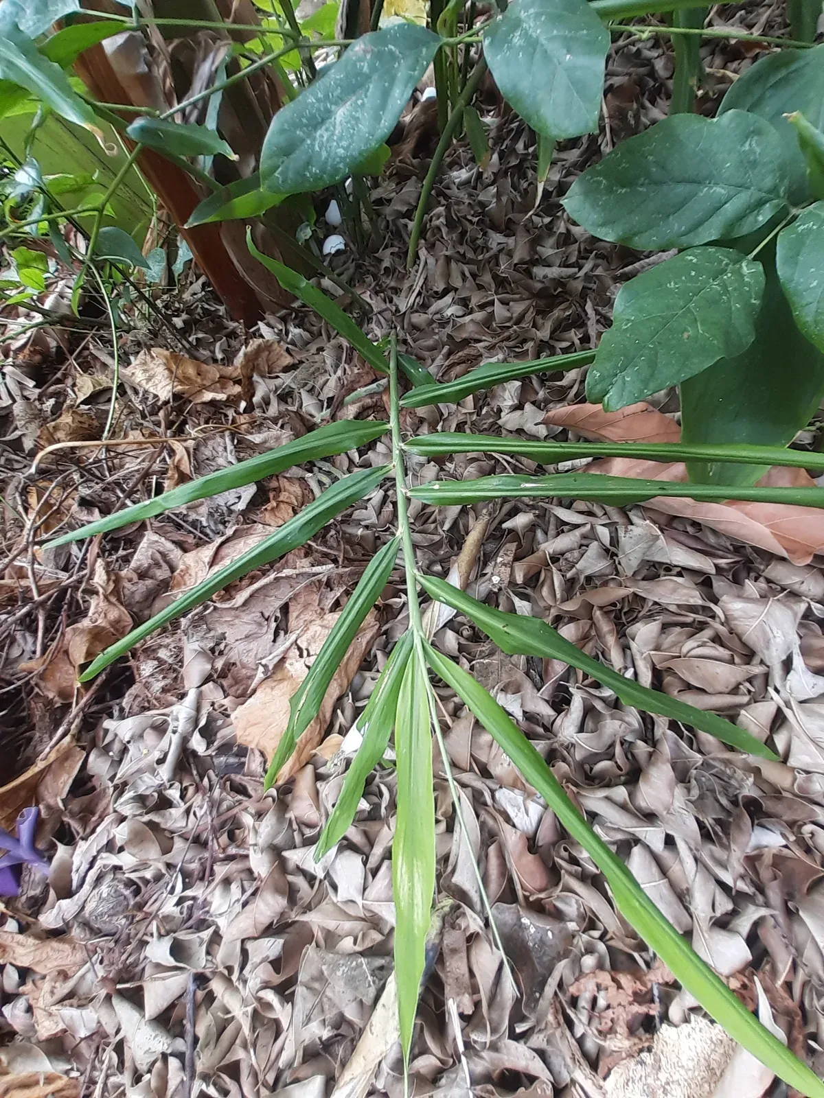 Gengibre (Zingiber officinale)