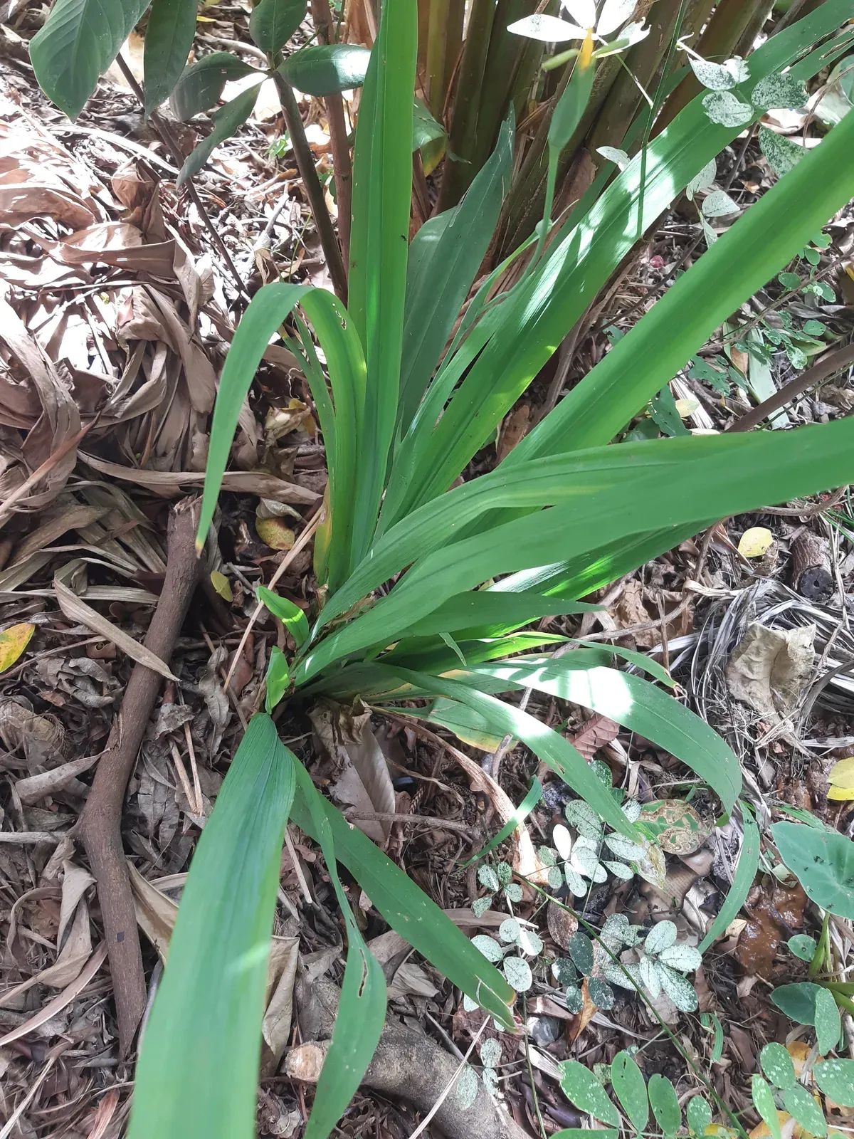Iris amarela (Trimezia longifolia (Link & Otto) Christenh. & Byng (Neomarica longifolia))