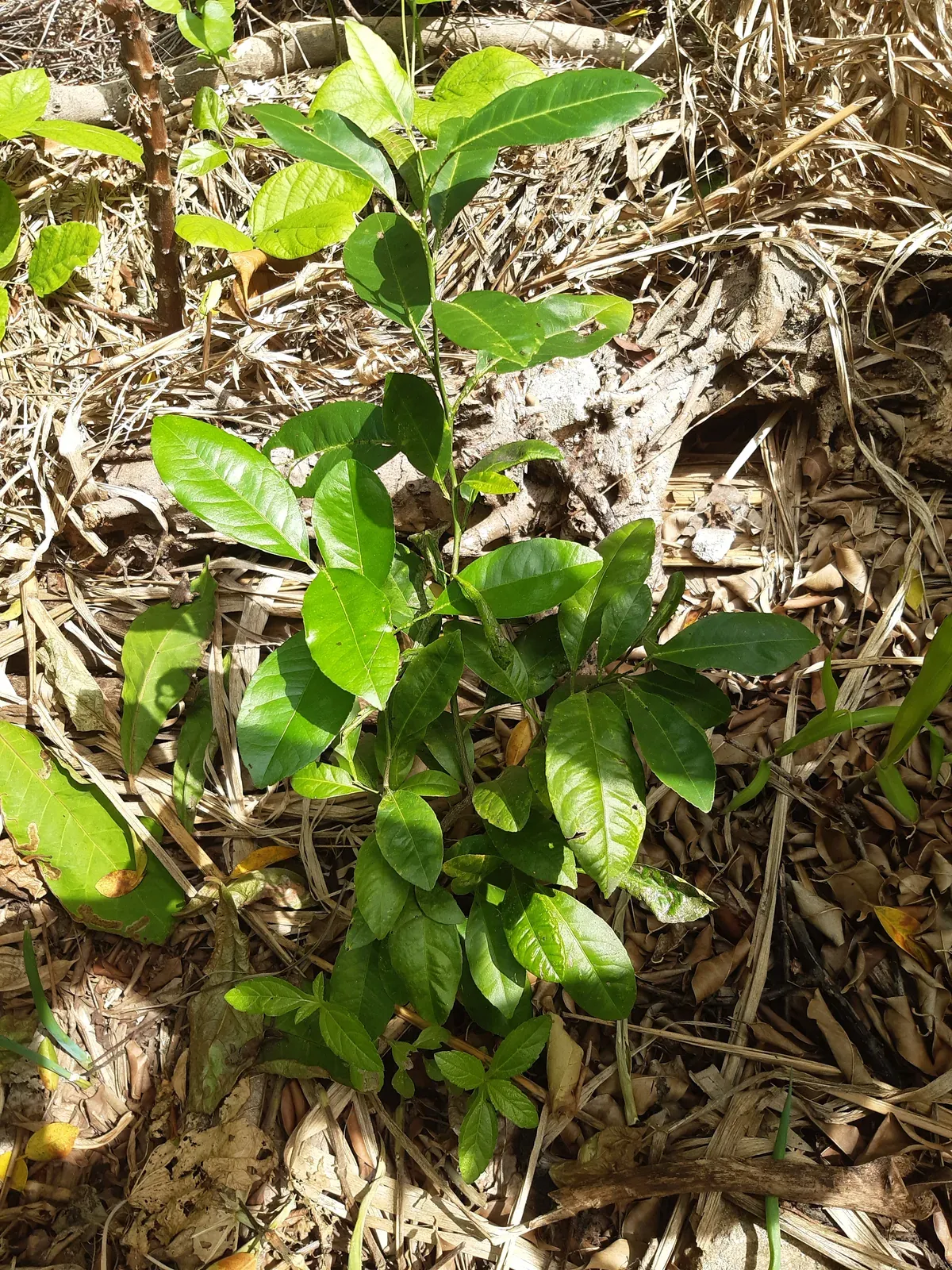 Limão (Citrus limon (L.) Burm. f.)