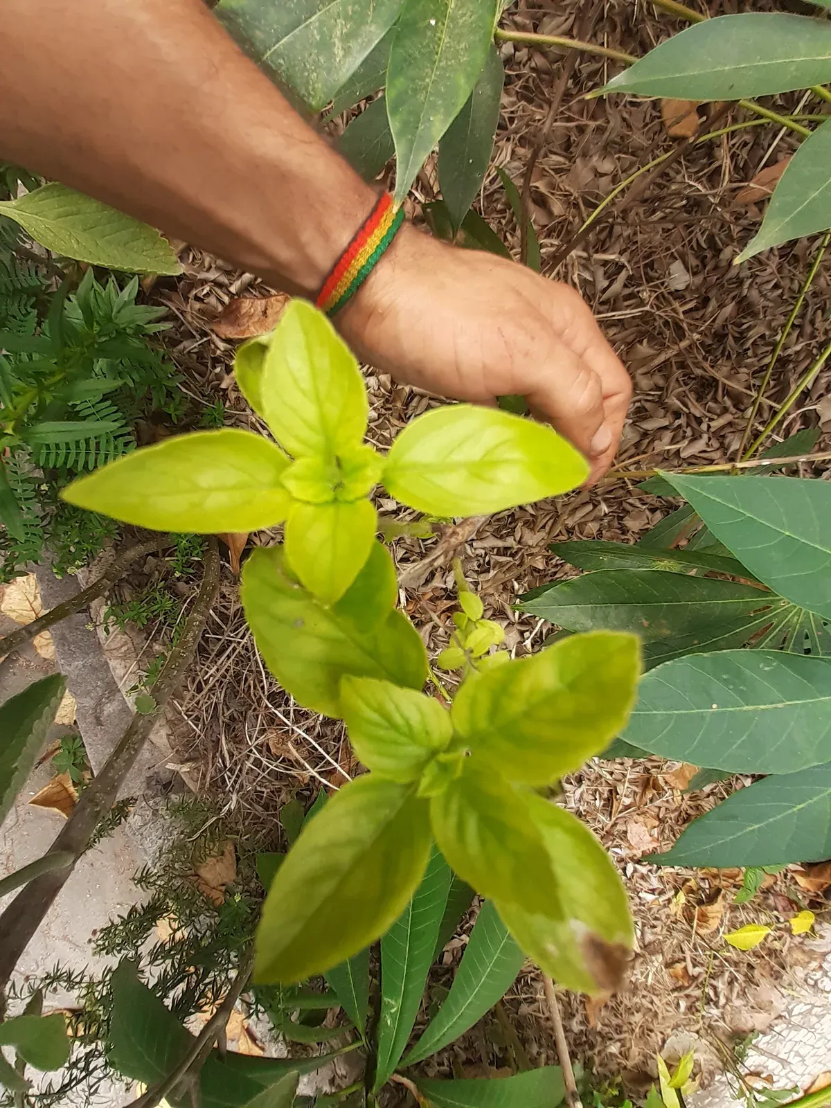 Manjericão (Ocimum basilicum)