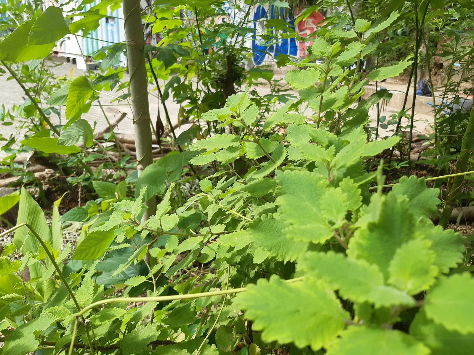 Mirra (Commiphora myrrha)