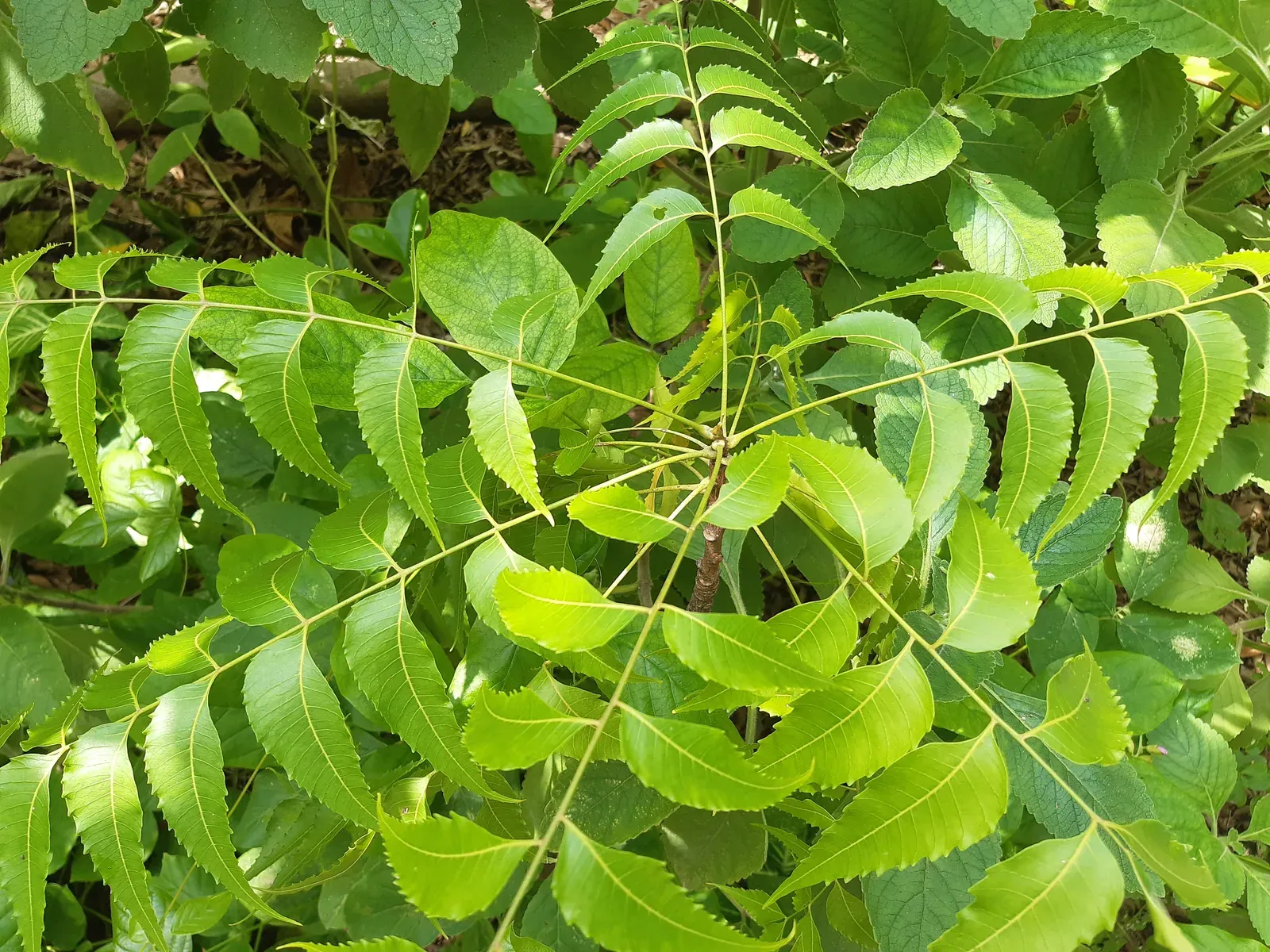 Neem (Azadirachta indica A. Juss.)
