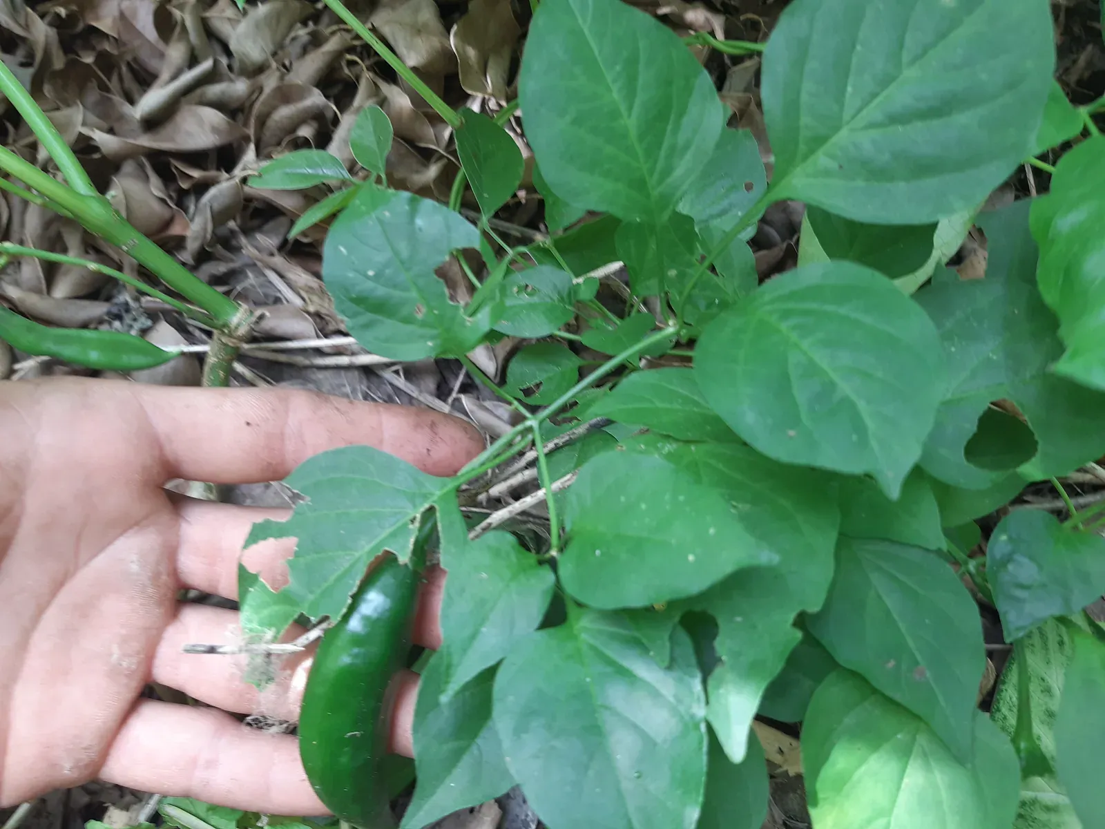 Pimenta dedo de moça (Capsicum baccatum)