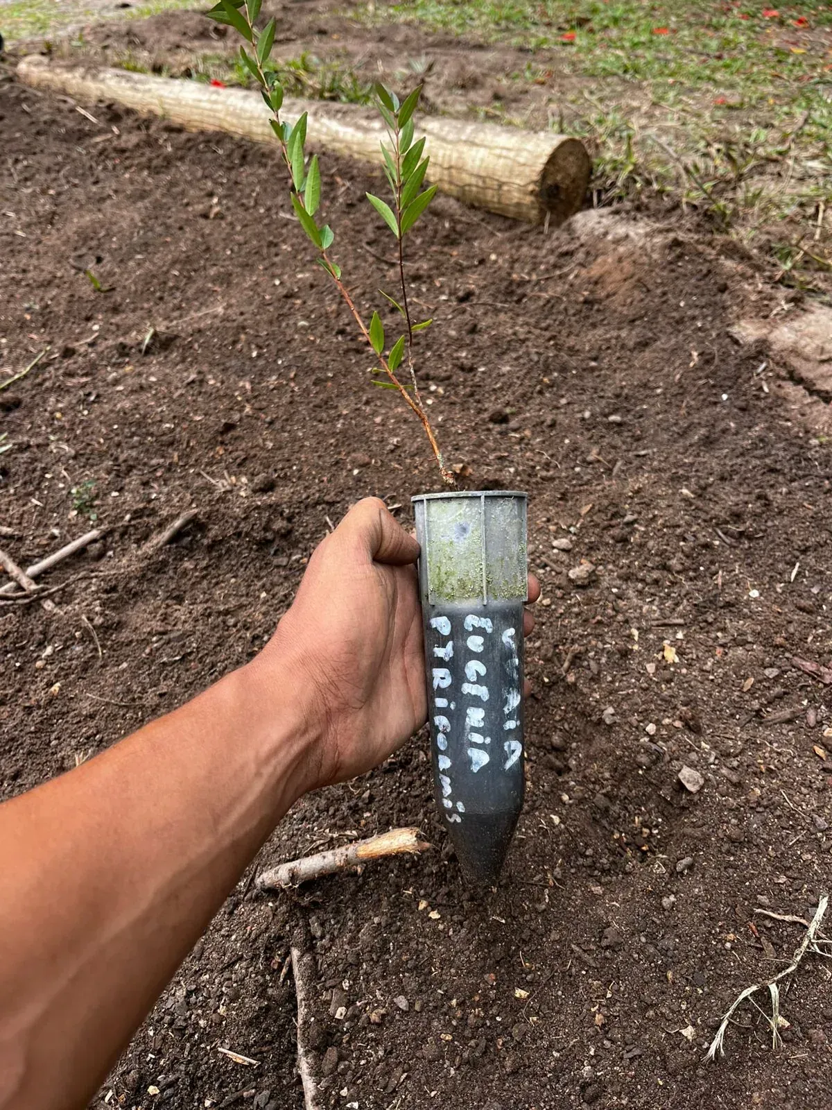 Mão segurando uma placa de bambu pintada de escuro, com nome científico escrito à mão em tinta branca, ao lado de uma muda recém-plantada em terra revolvida