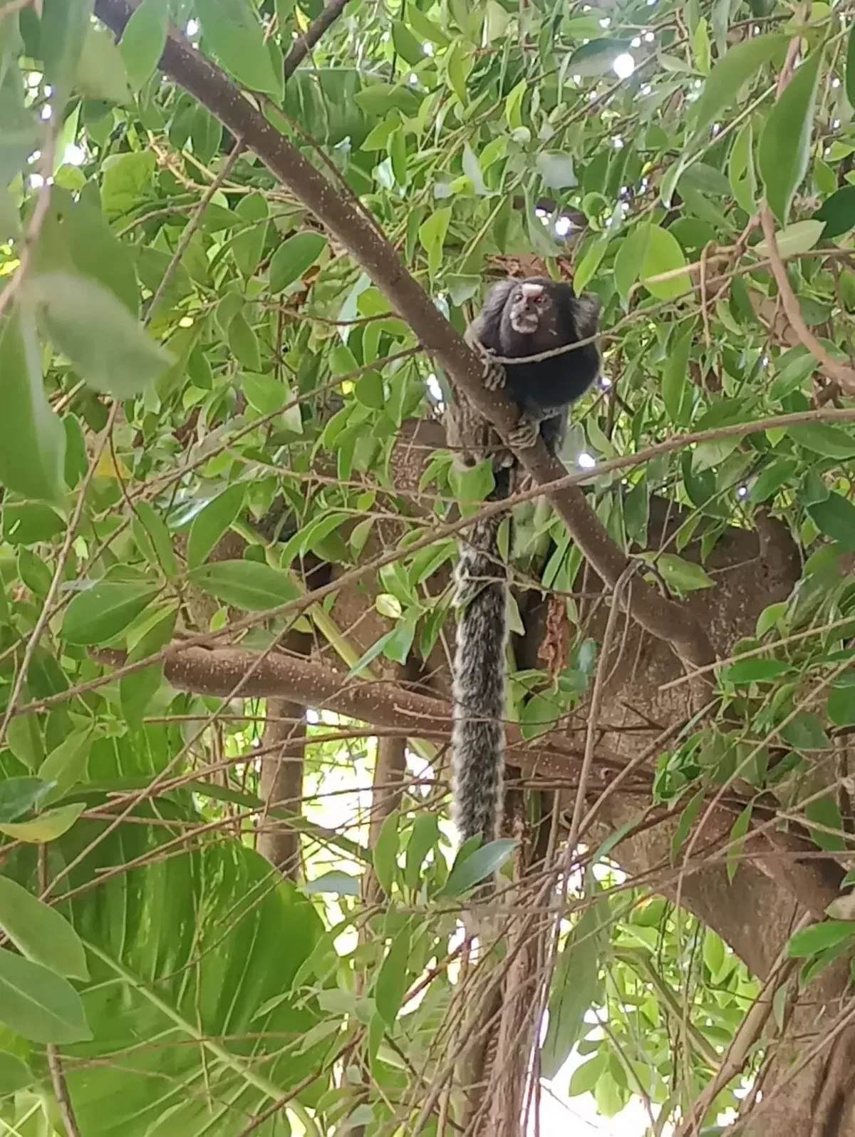 Sagui de tufos brancos nas orelhas agarrado a um galho fino, com a cauda listrada pendendo no meio da folhagem da árvore