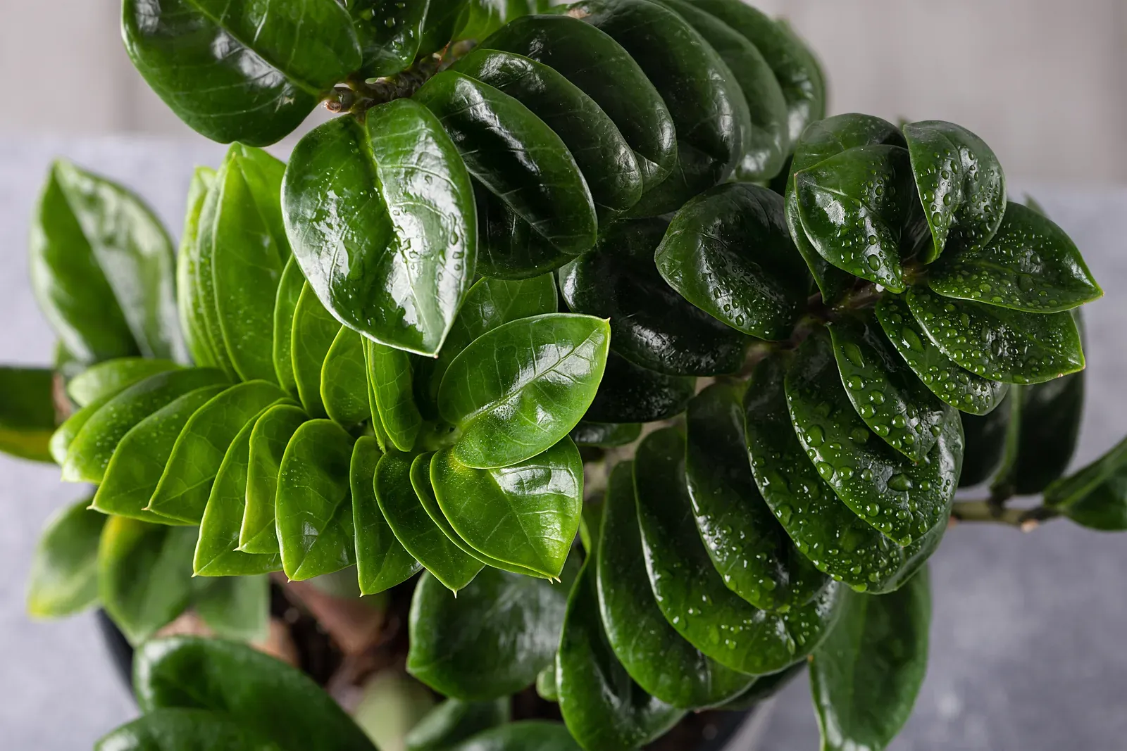 Zuzu or eternity plant (Zamioculcas zamiifolia (Lodd.) Engl.)
